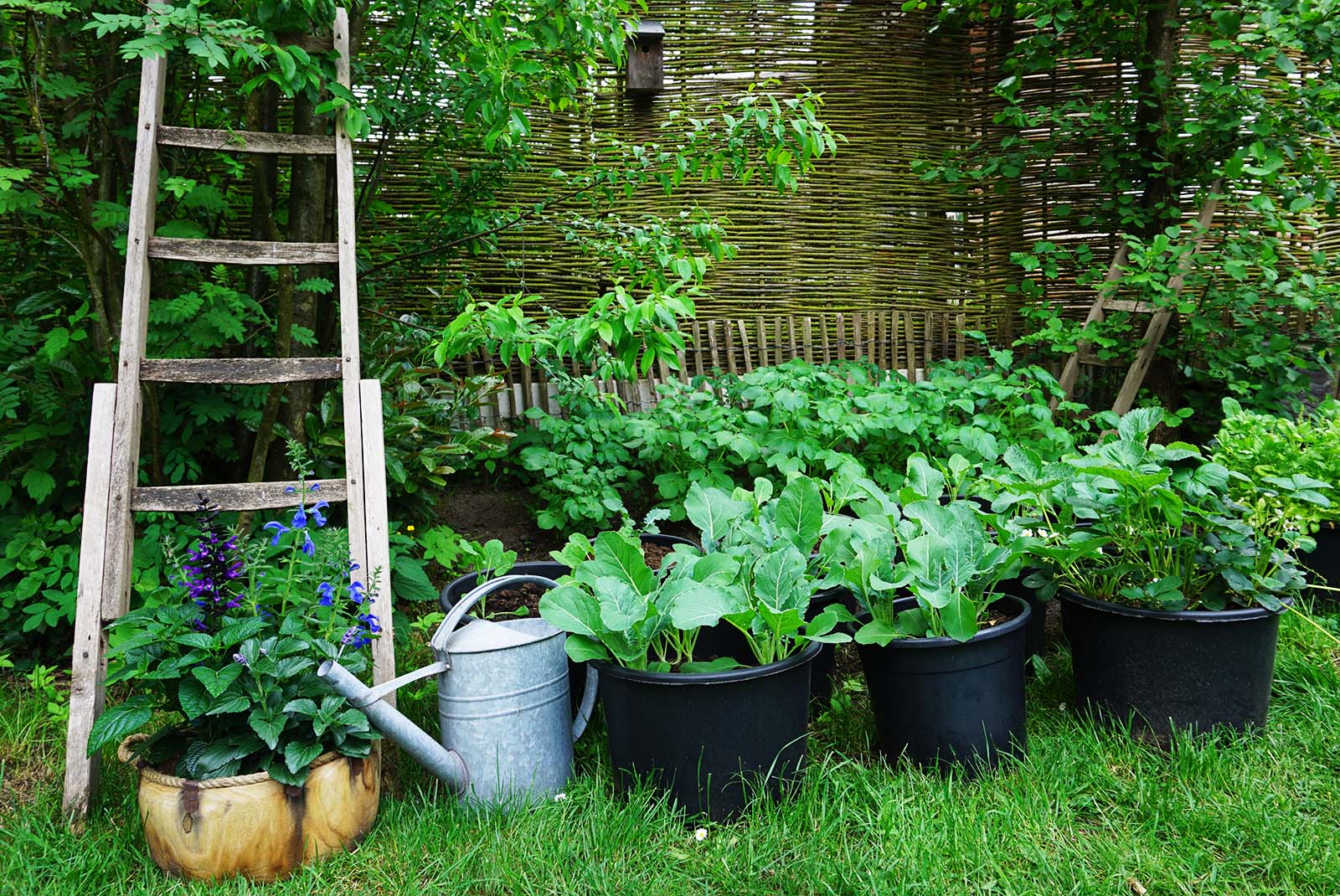 Garden