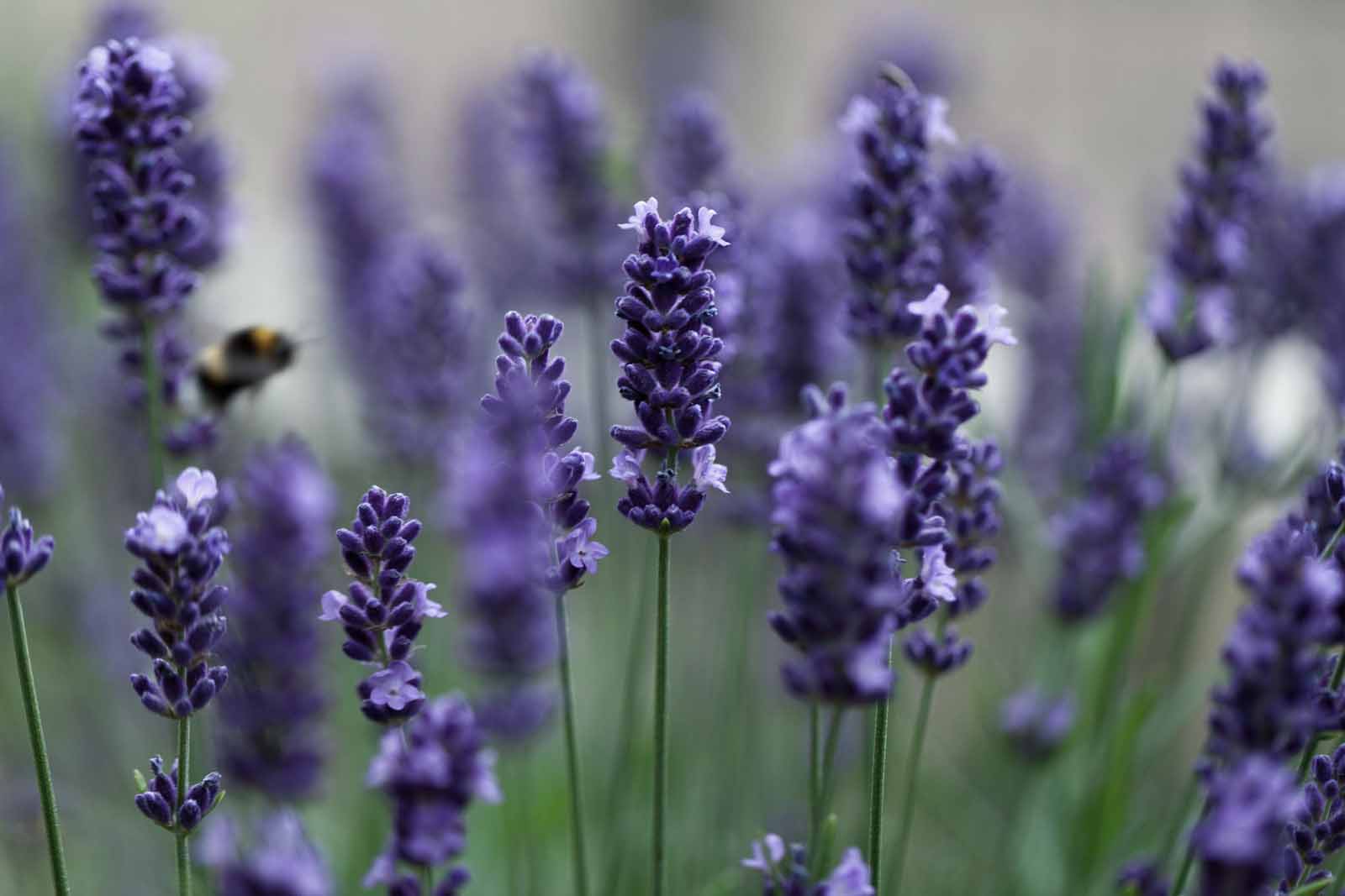 lavendar
